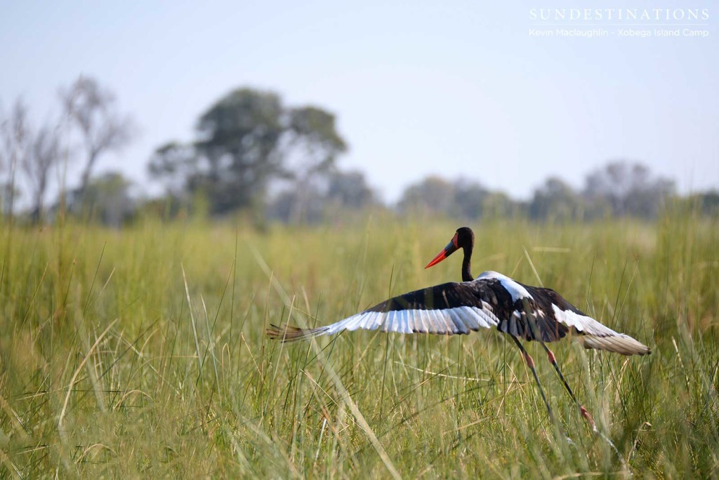 A Saddle-billed Stork glides in over the long grass