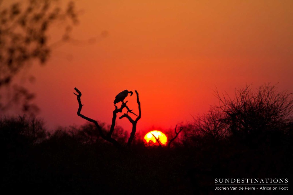 Bowing its head to the setting sun, a white-backed vulture is silhouetted perfectly before darkness takes over