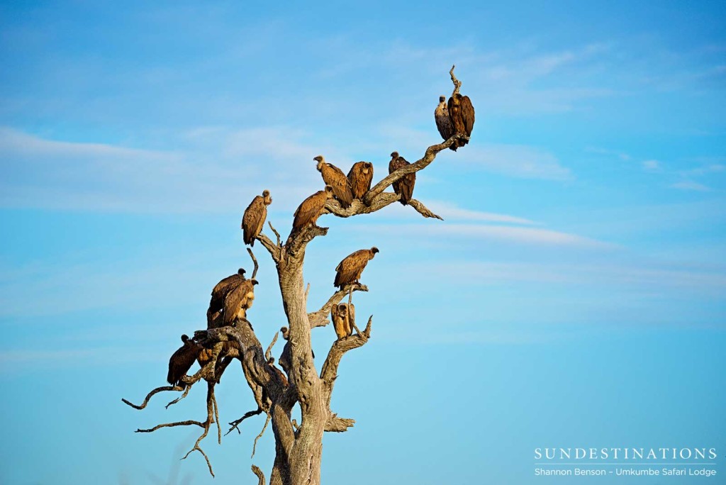 The presence of vultures on treetops is a clear indicator of something beginning to rot down below