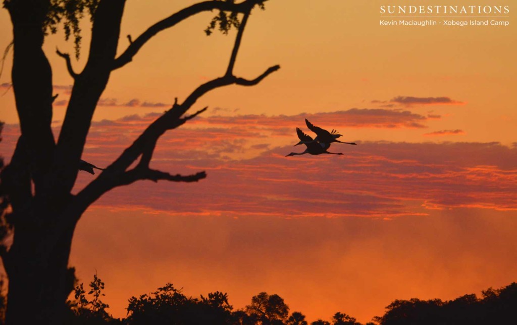 Wattled Cranes making their way back to their roosts at sunset