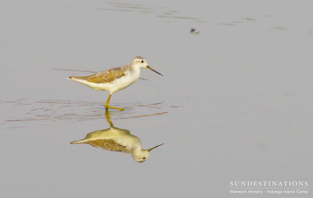 A wood sandpiper doubles as his perfect reflection