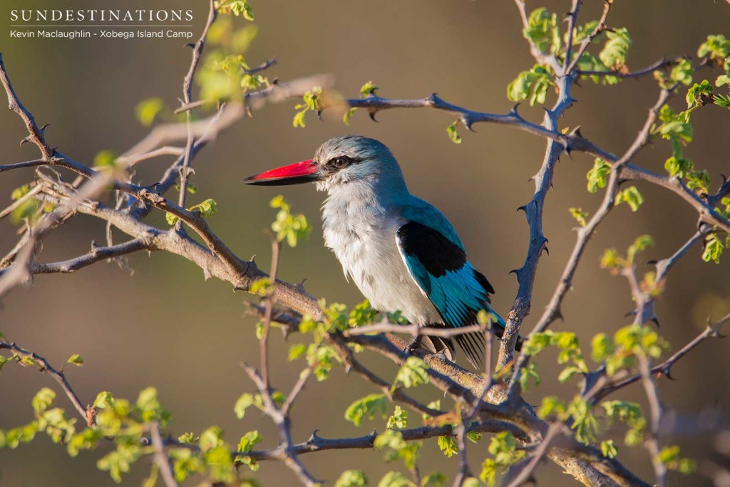 The Woodland Kingfisher - sporting Botswana's National Colours