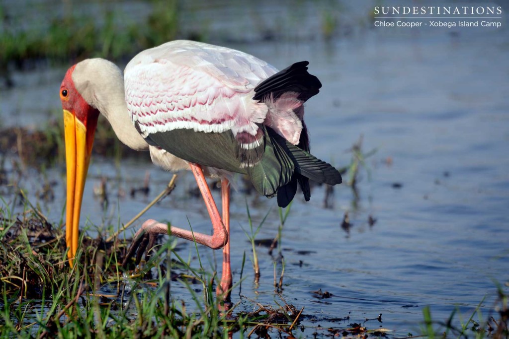 Yellow-billed Stork searching for prey