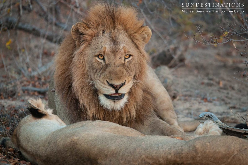 The older Mapoza male has also been seen mating with the Ross Breakaway lioness lately 