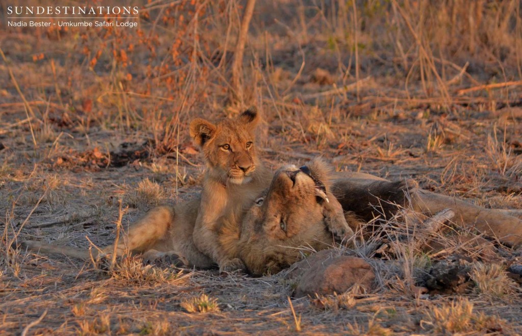 One of the older cubs with Charleston male (father)
