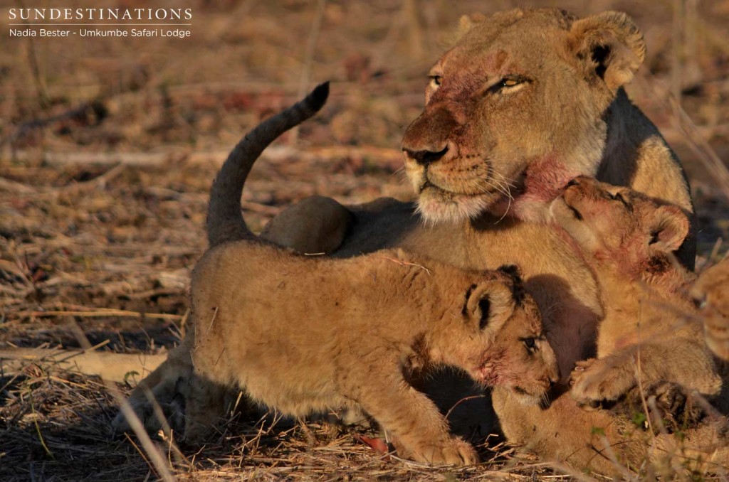 Mother lioness and one of her 6 week old cubs (both males)
