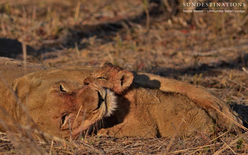Young cub nuzzling up to Southern Pride lioness