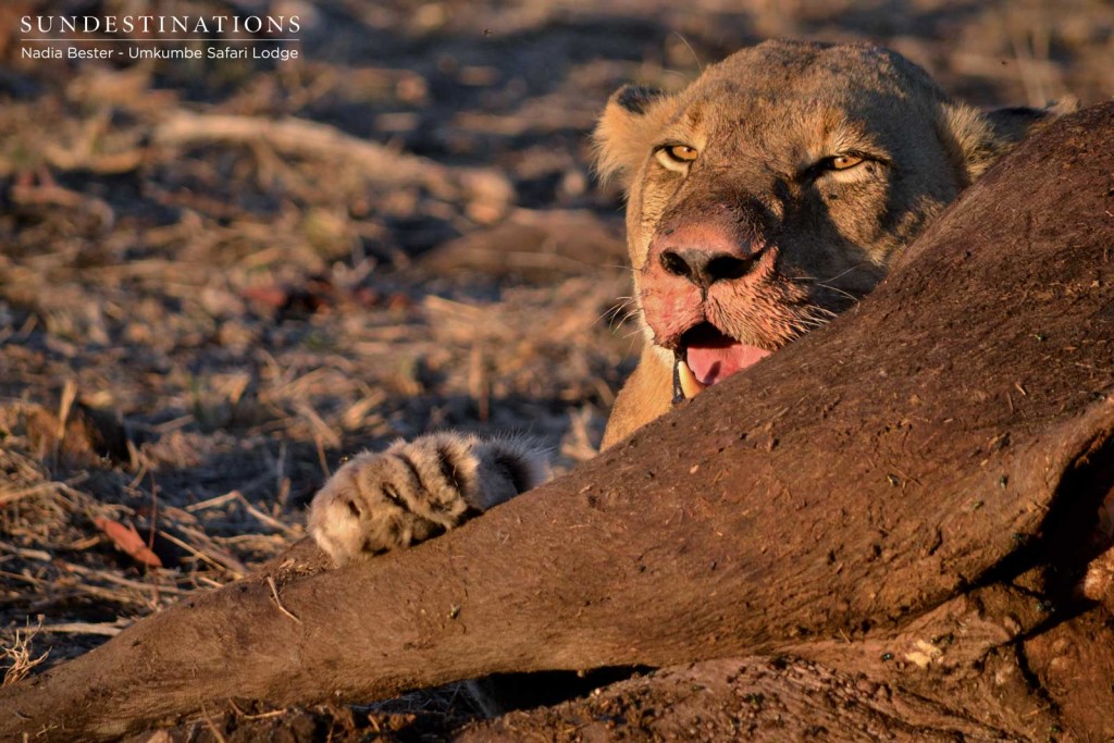 Southern lioness feasting