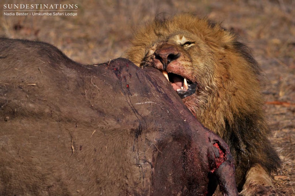 Charleston male persevering through a kill with a dislodged bottom canine tooth