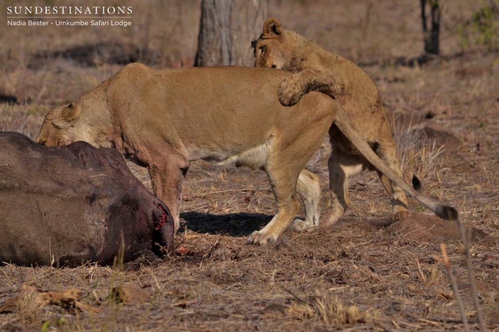 Southern Pride lioness on buffalo kill with playful cubs in tow