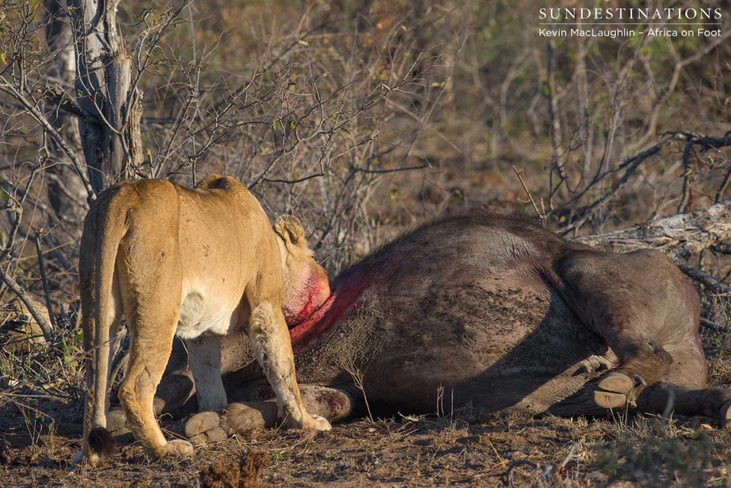 Lioness feeds happily on her buffalo kill