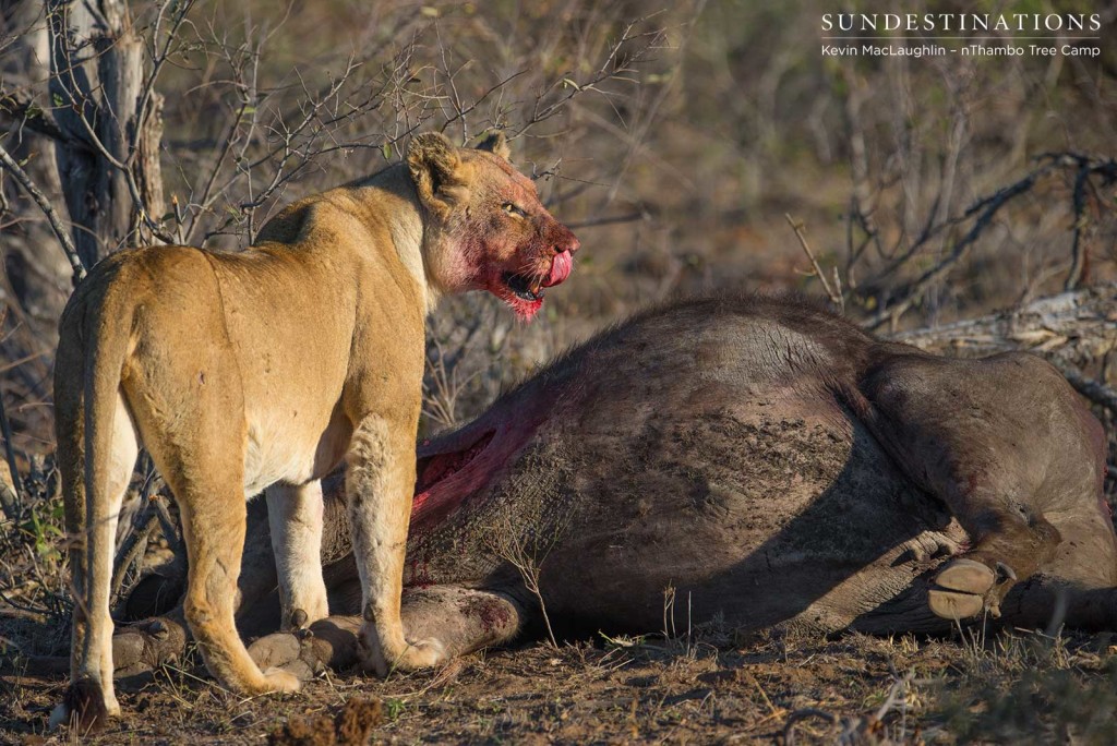 Lioness takes a breather from gorging herself
