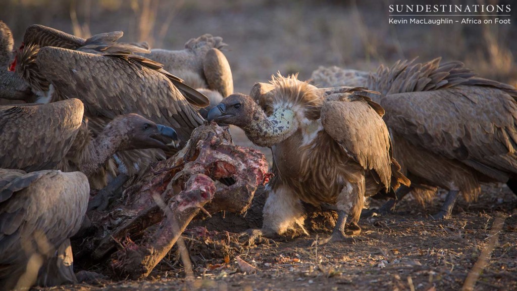 White-backed vultures close in as soon as lions move off the carcass