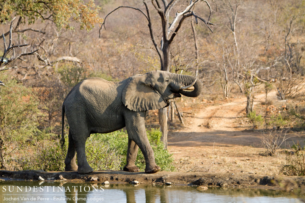 Refreshment by the galleon in the Balule where elephants congregate at the pans and waterholes to wash down the kilograms of plant matter they eat daily. A magnificent image of Africa's greatest land mammal.