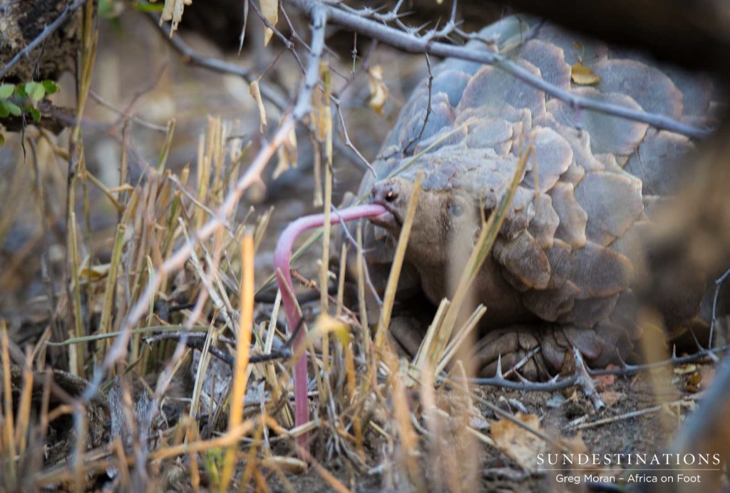 Pangolin spotted in the Klaserie searching for ants to eat