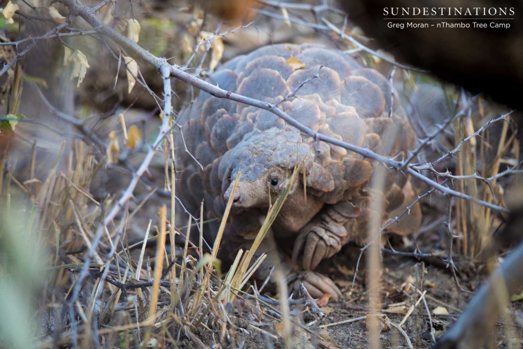A pangolin spotted in the Klaserie