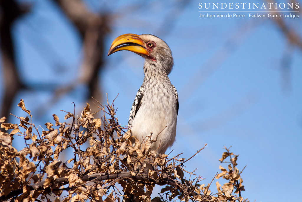The famous 'Zazu': a yellow-billed hornbill strikes a pose in the morning sunlight