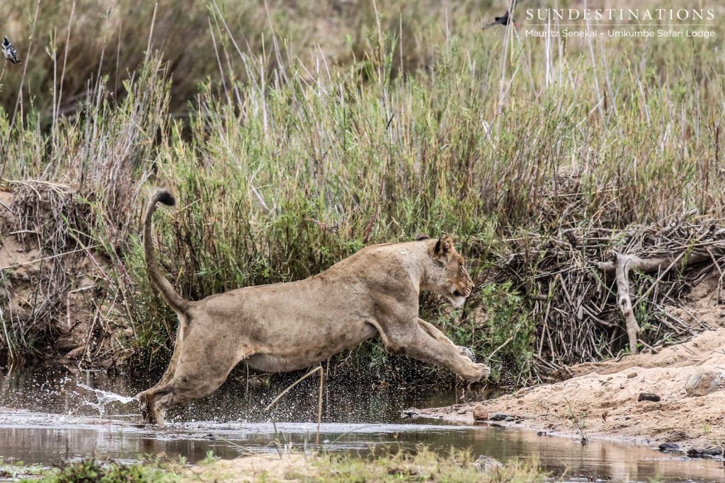 A Mhangeni lioness completes her river crossing with a powerful leap out of the water, making for a wonderful photographic opportunity