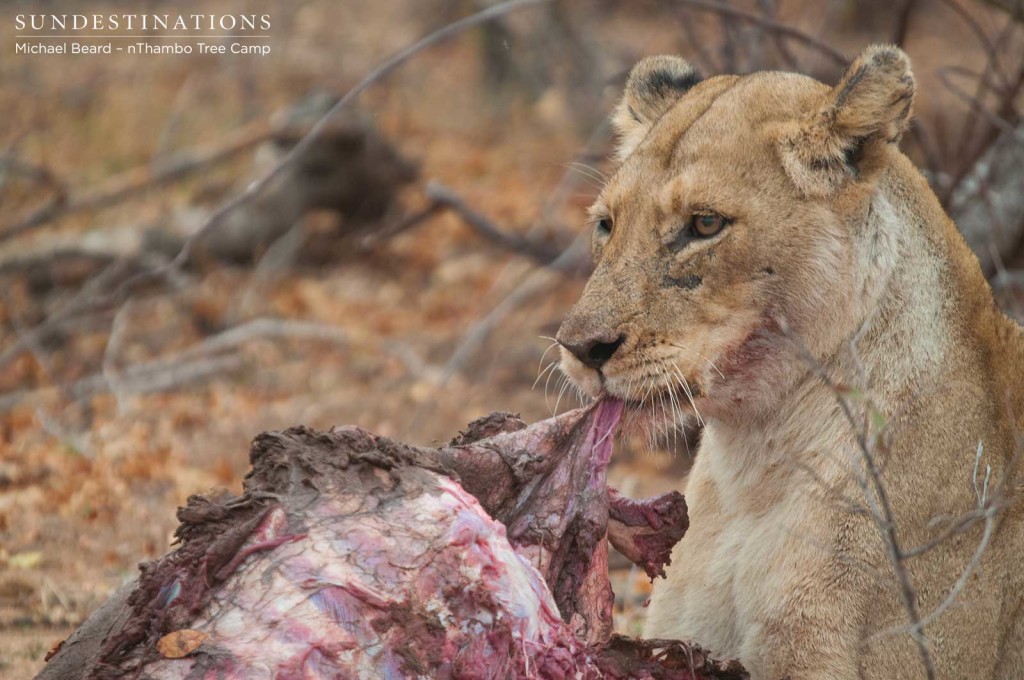 Ross Breakaway lioness left with the remains of the buffalo she killed