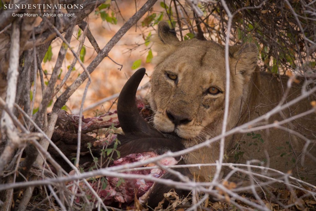 Ross Breakaway lioness feeding on her rightful kill