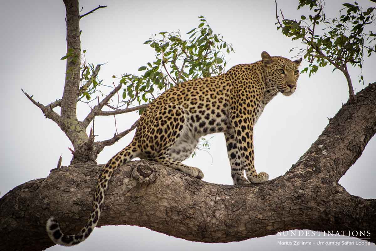 Umkumbe's Kigelia Leopard