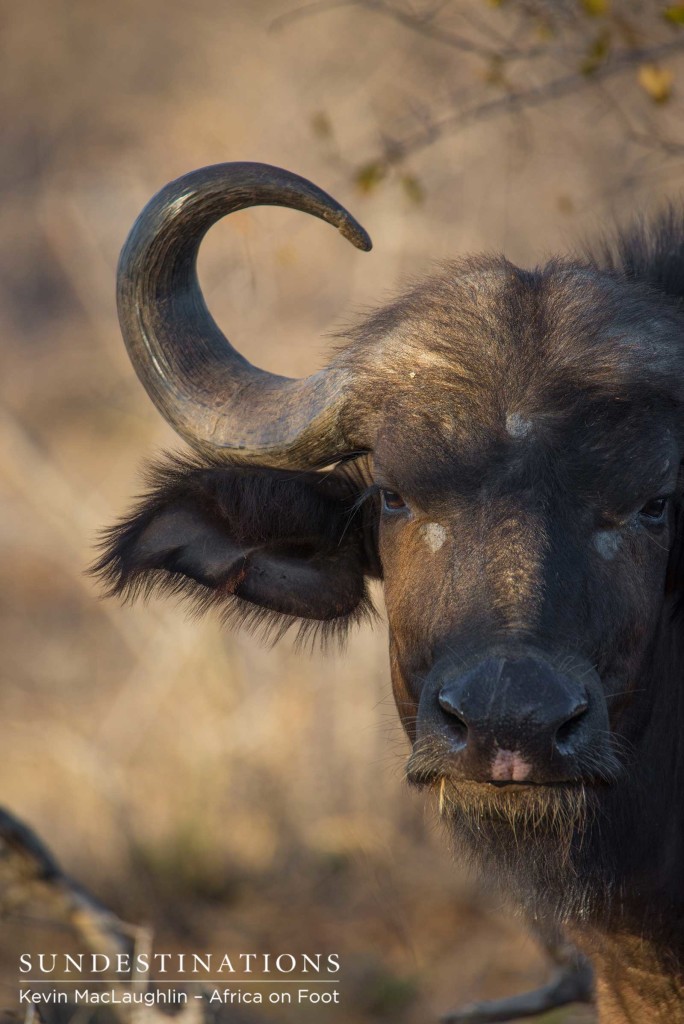 The softer side of a buffalo emerges in this gentle look from the otherwise formidable herbivore
