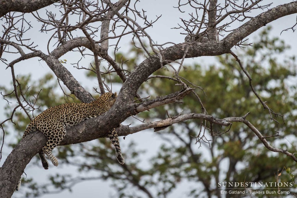 A leopard finds a comfortable nook in a marula tree to while away the afternoon