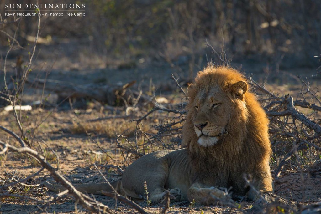 One of the Mapoza males settles for some shut eye after filling up on a meal of buffalo