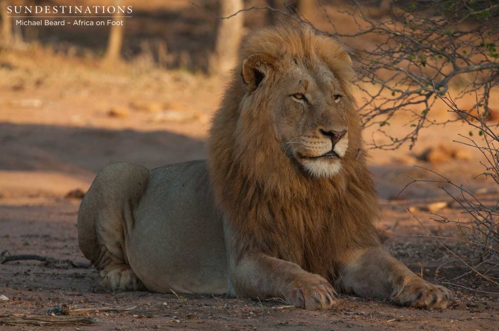 Mapoza male lion near Africa on Foot