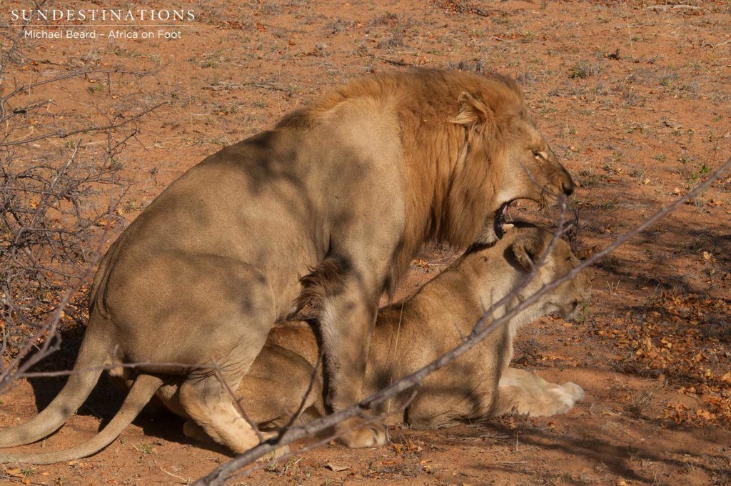 Mapoza male mating with Ross Breakaway lioness