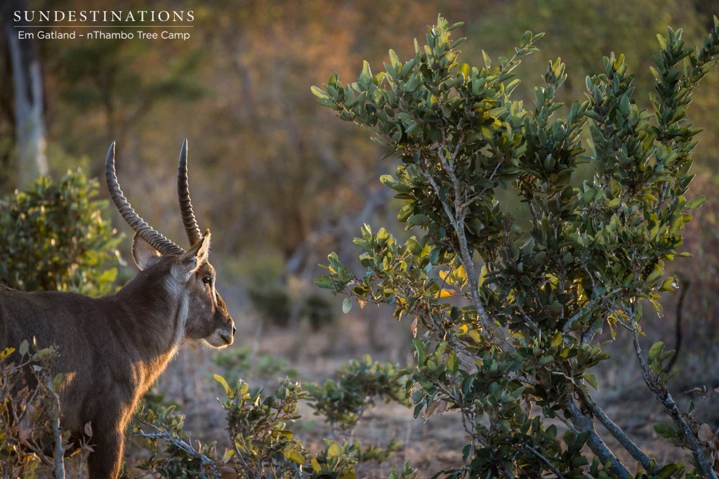 A waterbuck bull turns to follow the sun after a brief look in our direction