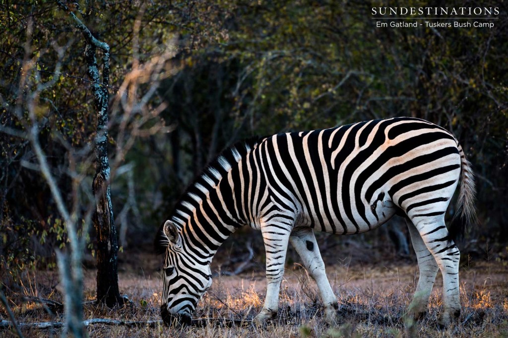 A uniquely striped zebra bows its head in preparation to mow the grass in the Tuskers concession
