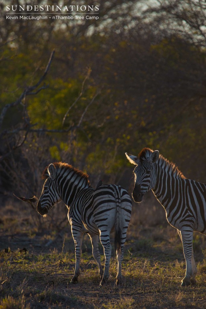 A pair of zebras stand, illuminated, in the early evening sun