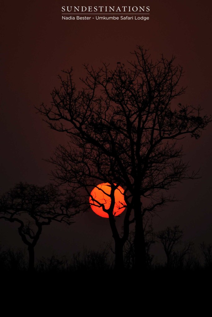 The burning ring of fire glowing brightly in the darkening sky, announcing the end of another day in Africa