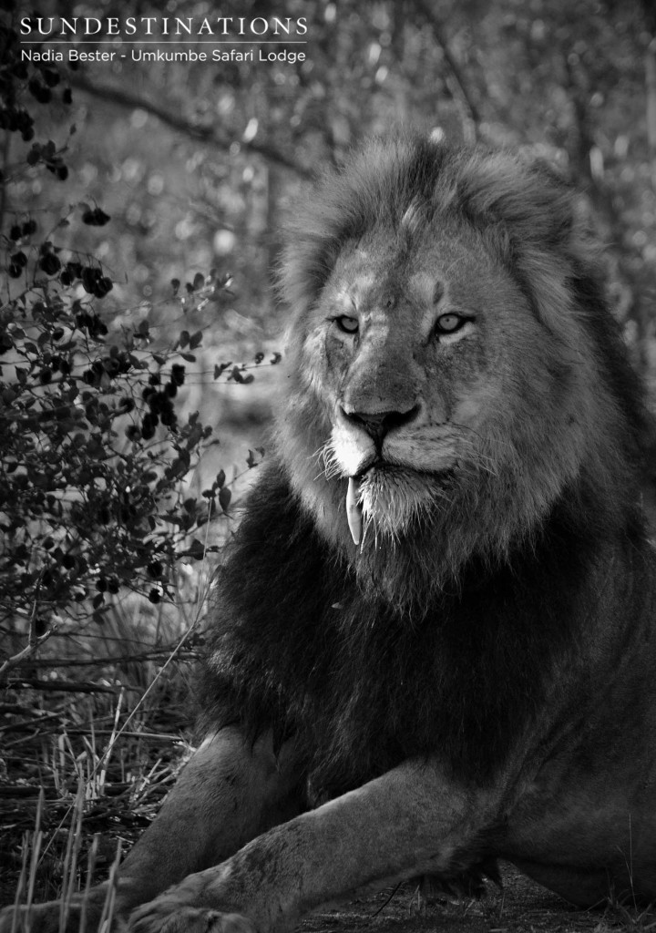 The regal Charleston male lion relaxing in the shade before he and his coalition brother moved to join up with the Southern Pride at a nearby waterhole