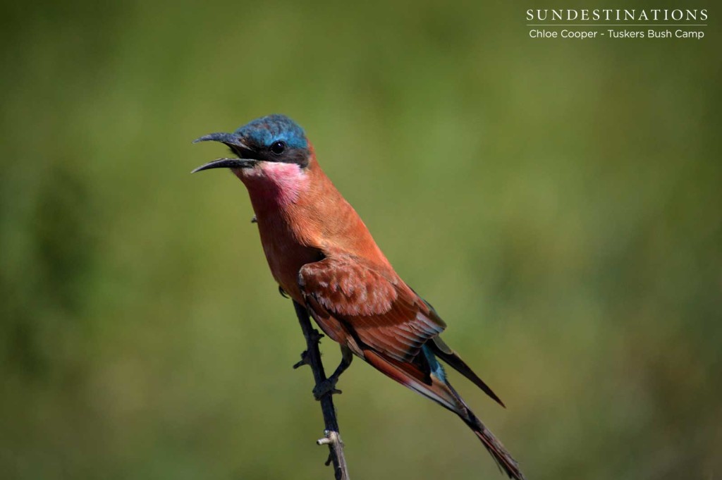 The carmine bee eaters are arriving for the summers, adding splashes of their jewel-like tones to the thriving bushveld