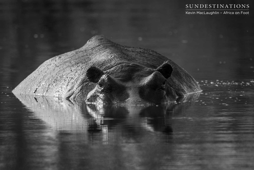 The tip of the iceberg... A beady-eyed hippo holds our gaze as she submerges the bulk of her body in the water