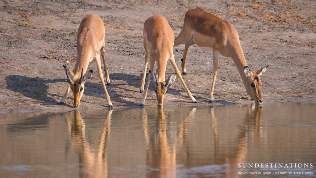 Three impalas take the plunge and lower their heads to take a drink from a pan