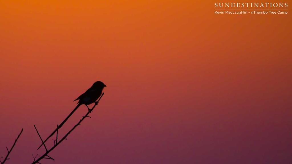A magpie shrike soaking up the sunset
