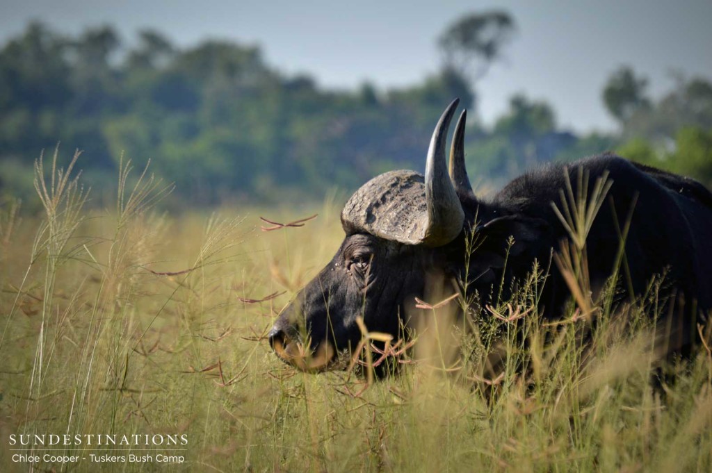 A buffalo bull moves steadily through the tall grass, keeping a wary eye on his surroundings