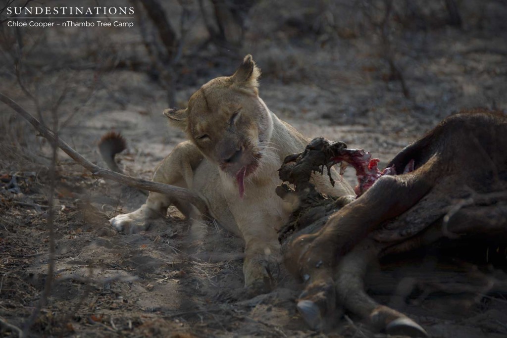 Ross Breakaway lioness tucking into buffalo kill