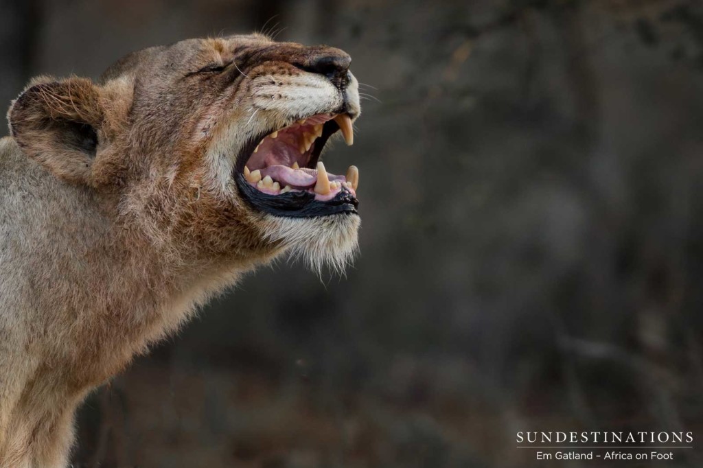 Ross Breakaway lioness missing one of her upper canines