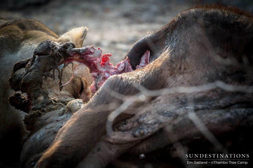 Ross Breakaway lioness feasting away on her buffalo kill