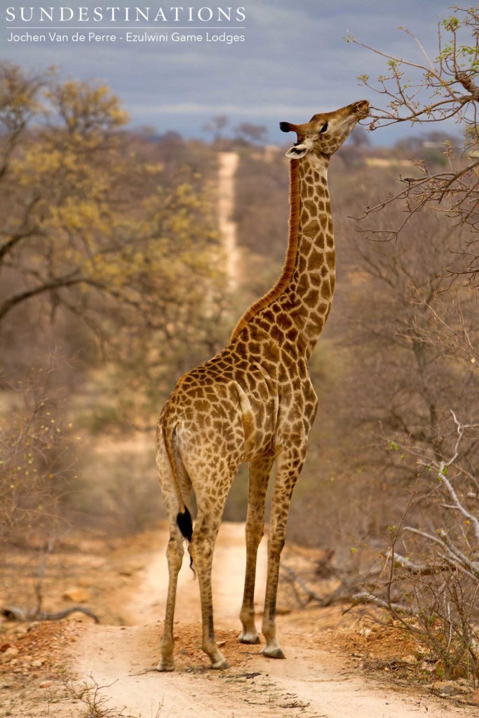 A giraffe occupies the roadway as it pauses to pluck the last green leaves from a bare tree