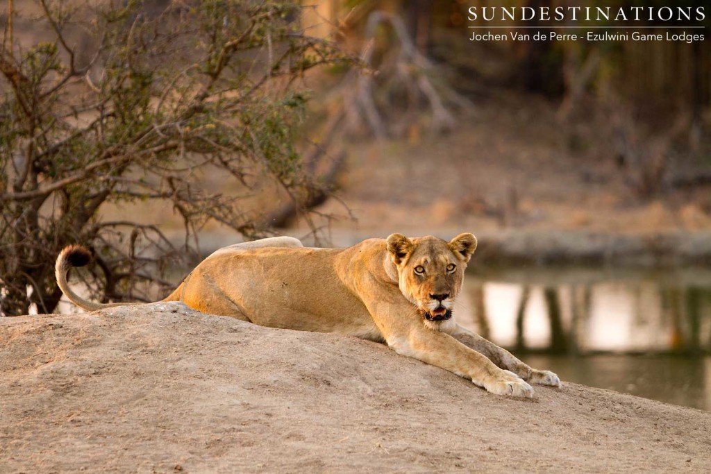 A lioness stretches out to rest her full belly after following her meal of buffalo with a deep drink of water at a dam on the traverse. The image of beauty.