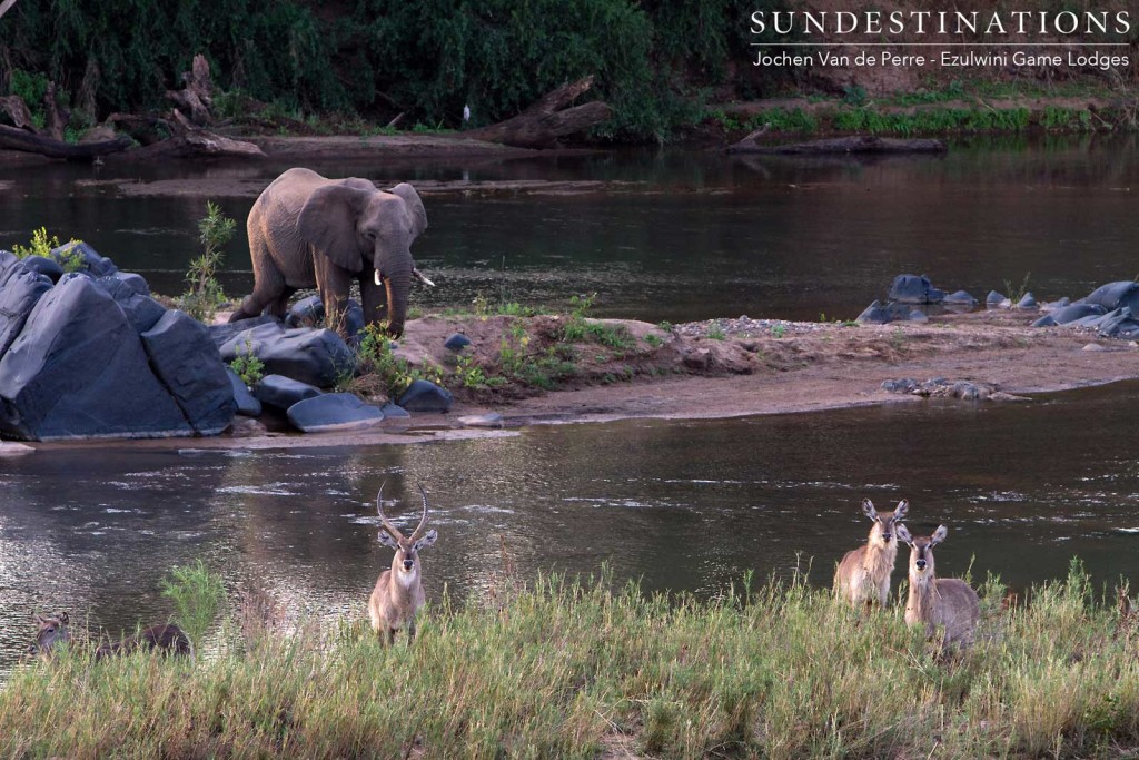 An Olifants River congregation: elephants and waterbuck amble along its banks, enjoying the abundant water and reed beds providing both food and water for these herbivorous beauties