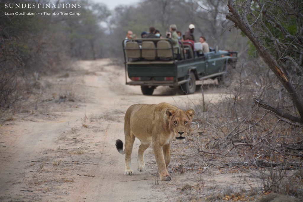Hercules lioness crossing the road between Africa on Foot and nThambo game viewer