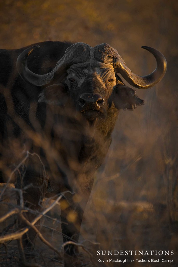 A warming glow from the sunrise blankets the rough exterior of a buffalo bull, peering suspiciously through the thicket