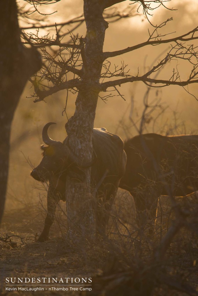 A buffalo finds an appropriate tree to relieve an itch, in the most picturesque time of day