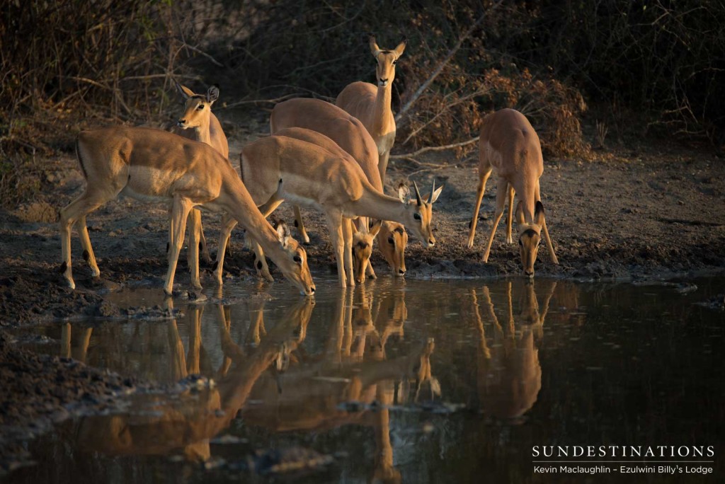Impalas meet their reflections in the surface of the water, making for a striking photographic opportunity